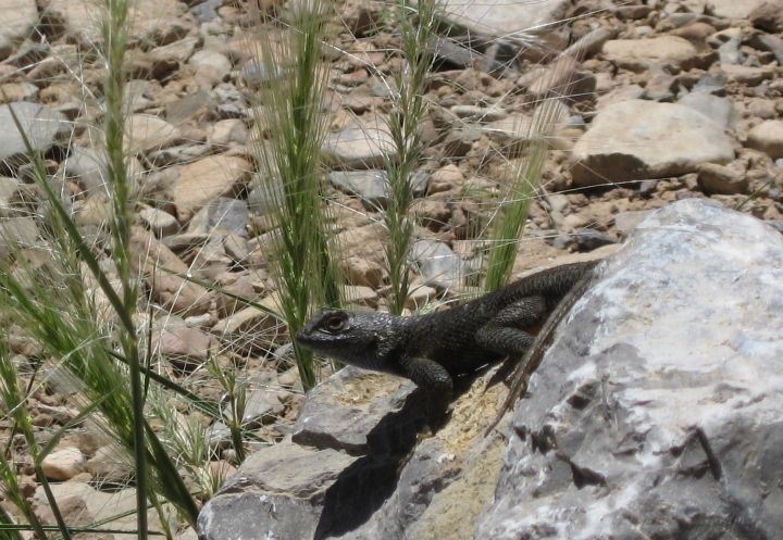 Great Basin Fences Lizard